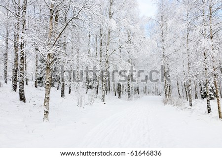 Footpath through birch tree forest