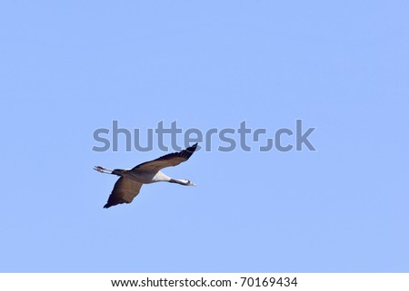 Crane flying in the sky
