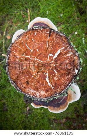Tree stump with growth rings from above with mushrooms