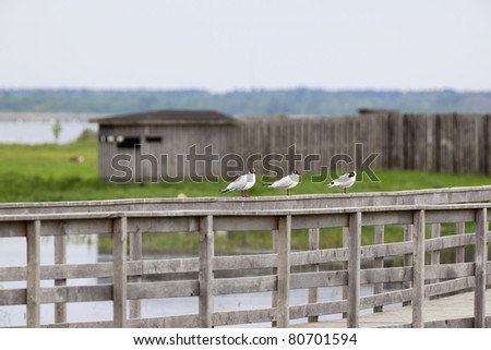 Black-headed gull sitting on the railing of bird hide in the background