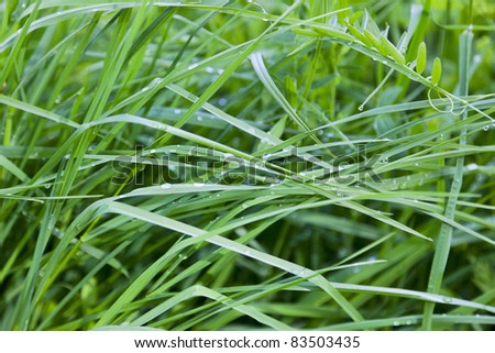 Grass with morning dew drops