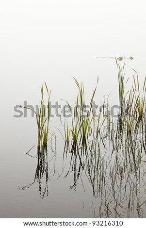 Reed leaves at the wateredge of Lake