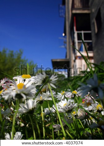 Worm\'s-eye view between flowers on a human habitation