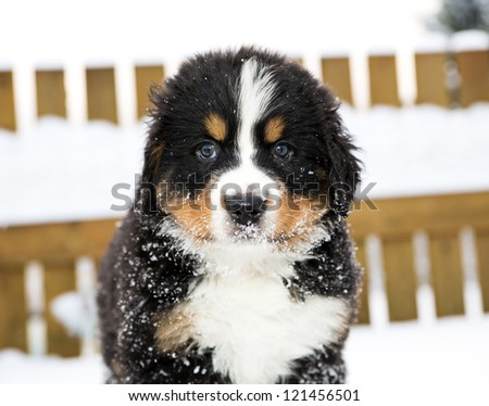 Bernese mountain dog puppet look staightly at camera