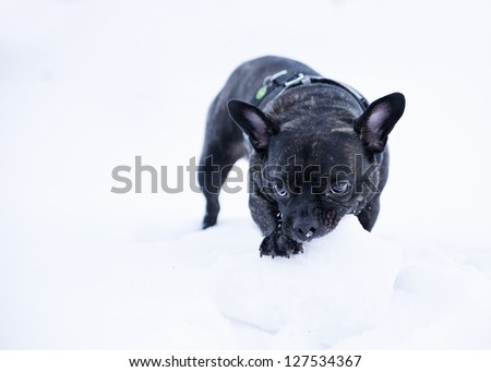 French buldog dog puppet bite white snow  ball