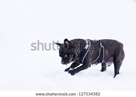 French buldog dog puppet play with white snow