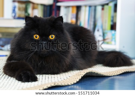 Black male cat show interest at photo camera