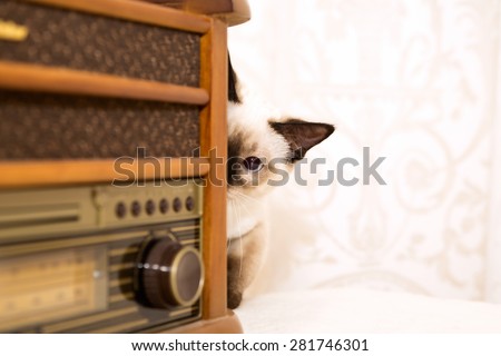 Small cat hiding behind the vynil player