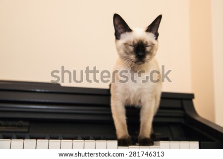 Kitten put its paws on the piano