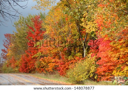 Fall Colors on a Road Near Traverse City
