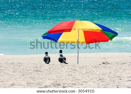 Two seagulls under a very colorful beach umbrella on the public beach in Treasure Island, Florida.