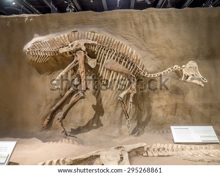 DRUMHELLER, CANADA - JULY 4: Dinosaur fossil exhibit at the V Royal Tyrrell Museum on July 4, 2015 at Drumheller, Alberta. The museum is famous for its palaeontology research and 130,000 fossils.