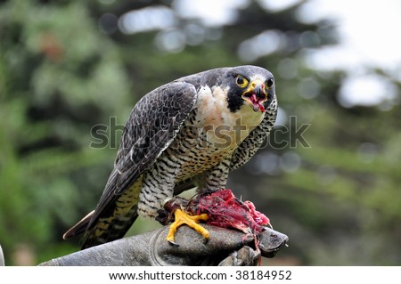 Peregrine Falcon eating while perched on gloved hand of zoo keeper at San Francisco Zoo.