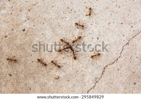 Ants trying to rip apart an insect