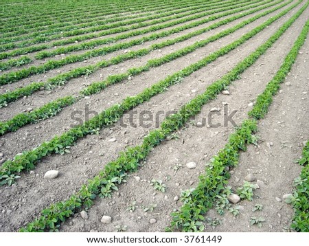 crop rows in a farmers field