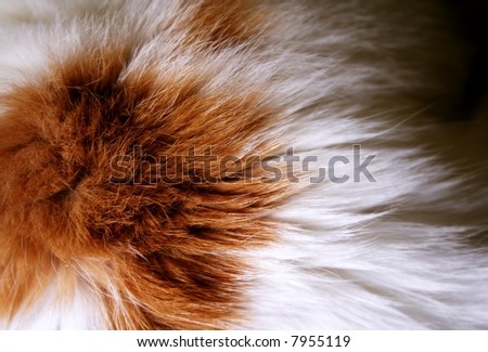 macro of cat fur