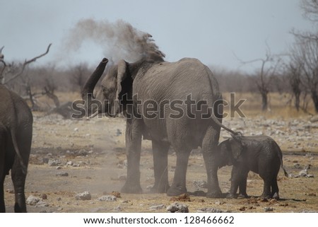 An elephant splashes himself with dirt to protect his skin at a waterhole at Etosha National Park in Namibia, Africa.