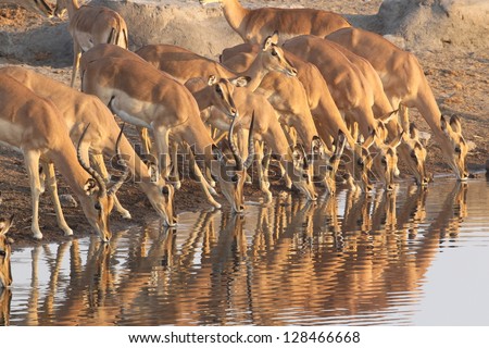 Several impala drink at a waterhole at the Okaukejo Camp in Etosha Nationla Park in Namibia, Africa.