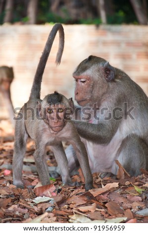 Monkey,Monkeys who have been living in the tropics
