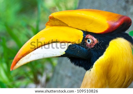 Hornbill Head