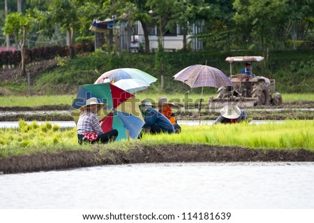 NAN, THAILAND - JULY 15: Unidentified Thai farmers work hard on rice field on July 15, 2012 in Nan Province, Thailand. For many farmers rice is the main source of income (around $800 annual)
