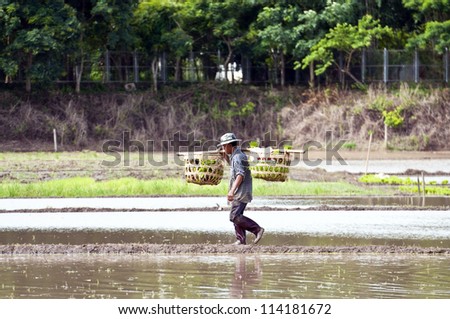 NAN, THAILAND - JULY 15: Unidentified Thai farmer works hard on rice field on July 15, 2012 in Nan Province, Thailand. For many farmers rice is the main source of income (around $800 annual)
