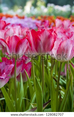 fresh tulips in garden with water spray