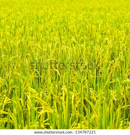 Green rice fields in Northern Highlands of Thailand South East Asia [Square Size]