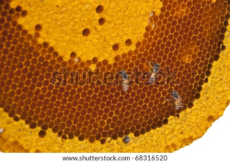 Bee Hive Cells