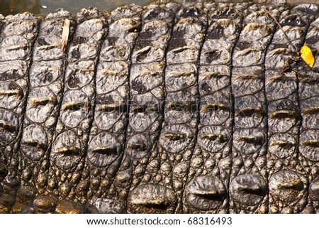 The detail of crocodile skin texture