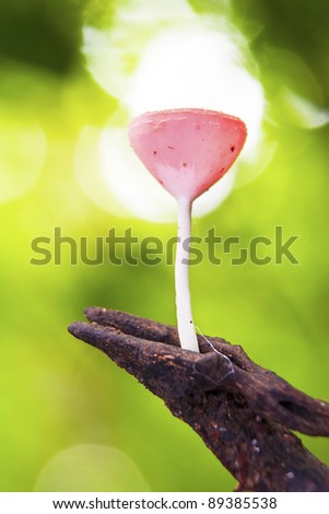 pink burn cup mushroom or champagne mushroom, in Thailand