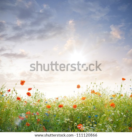 a meadow of wild flowers under beautiful sundown