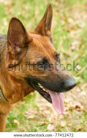 A beautiful long haired German Shepherd dog head portrait with an alert expression in face watching other dogs in the park