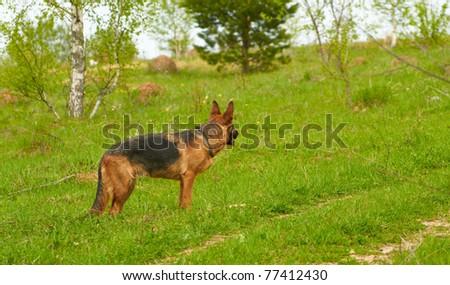 A beautiful long haired German Shepherd dog head portrait with an alert expression in face watching other dogs in the park