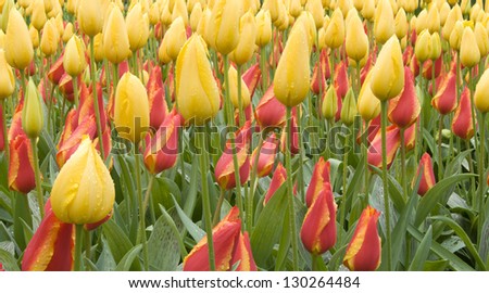yellow and orange tulips, netherlands, close up of tulips at important flower park in netherlands, shot in springtime at blossoming peak