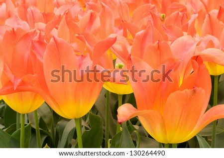 royal gift tulip, netherlands, close up of yellow orange  tulips at important flower park in netherlands, shot in springtime at blossoming peak