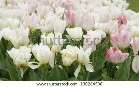 white tulips, netherlands, close up of white and pink tulips at important flower park in netherlands, shot in springtime at blossoming peak