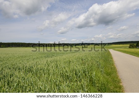 landscape with green soft wheat fields, Vohrenbach, Baden; wide relaxing landscape of woods and fields of green soft wheat in Baden country in summer, nearby a country road