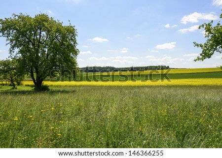 country summer landscape, Geisingen, Baden; relaxing landscape with fields of yellow rapeseed, grass and trees in hilly baden country, shot in summer under sky with light clouds