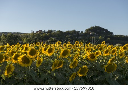 sunflowers fields in the \