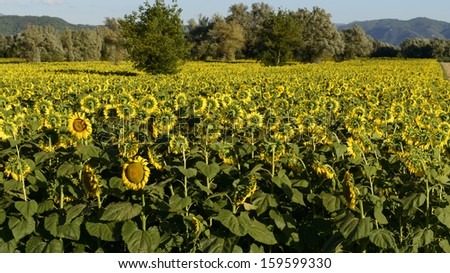 sunflowers fields in the \
