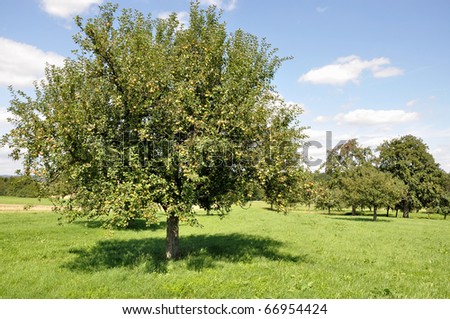 fruit trees in field #3, baden