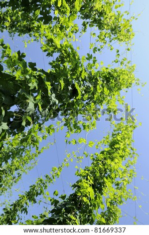 hops leaves in plantation #5, baden