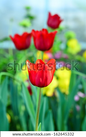 Fresh Red Tulip On Yellow Tulip Background