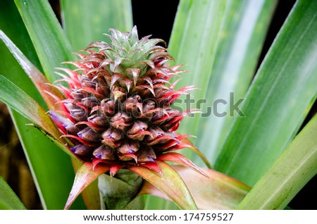 Pineapple With its nature green leaves