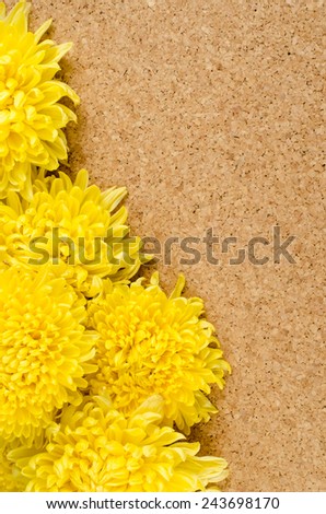 Image of fresh Yellow chrysanthemum flowers on cork background