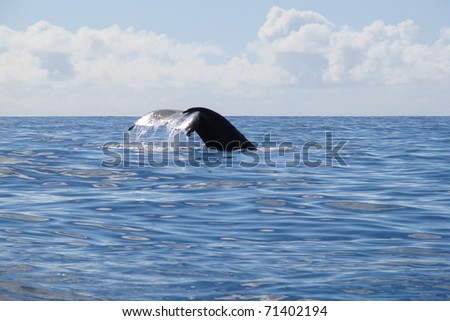 Tail of whale