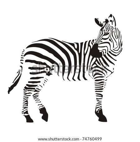 Zebra Black Background