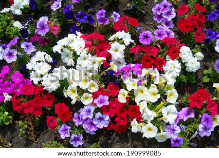 Red, pink and white petunia flower bed for brightly multicolored landscape backgrounds