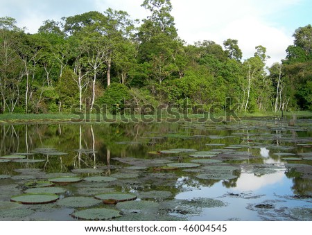 Rain Forest mirrored in a lagoon with lillies, on Rio Negro in the Amazon River basin, Brazil, South America